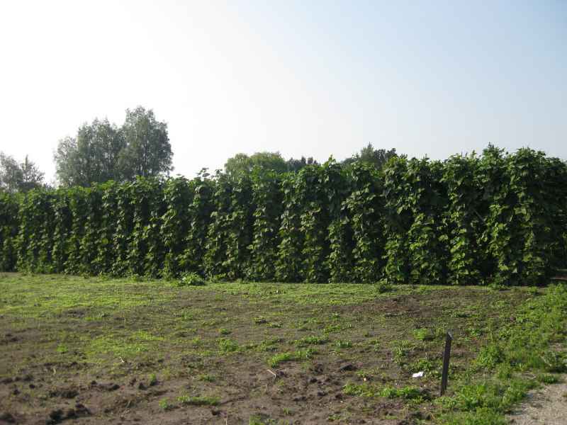 Tuin algemeen